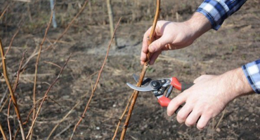 Jak na jaře prořezávat maliny: návod pro začátečníky